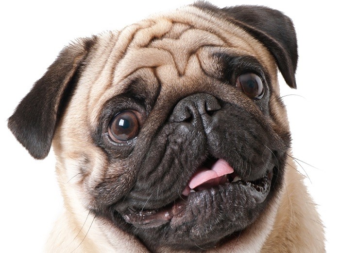 Why The French Bulldogs are Incredible Pets