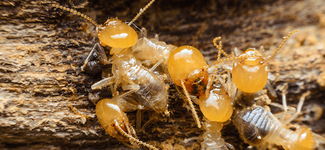 Get rid of Termites with the help of Experts and Professionals