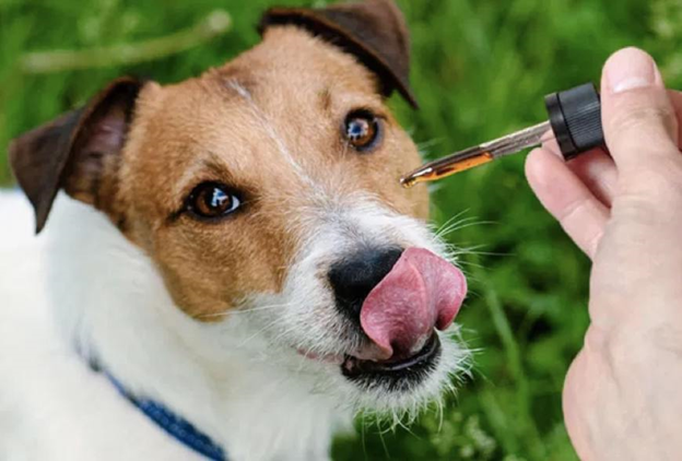 CBD For Dogs: The Pros, The Cons, and The Myths