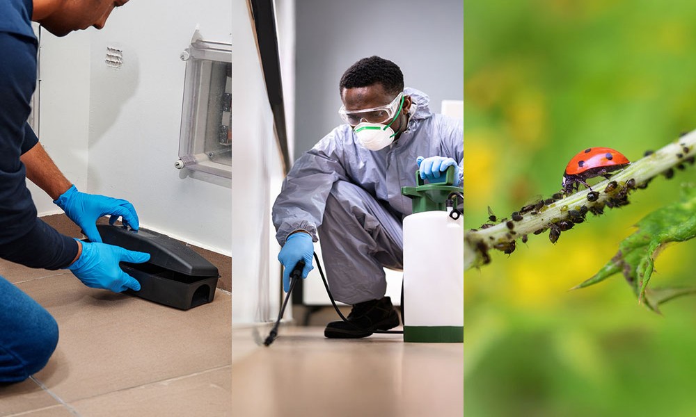 Why Behavioral Analysis Matters in Modern Pest Control