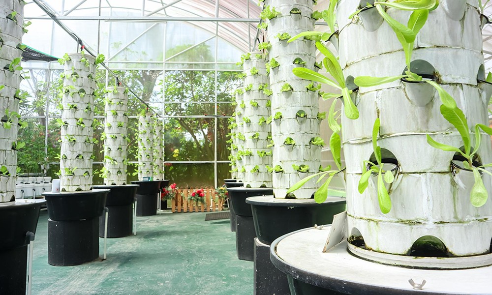 Hydroponic Towers in Australia for Home Gardens Growth