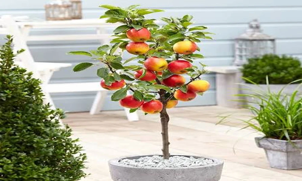 One Variety or a Mixed Orchard? Professional Advice Before You Buy Fruit Trees