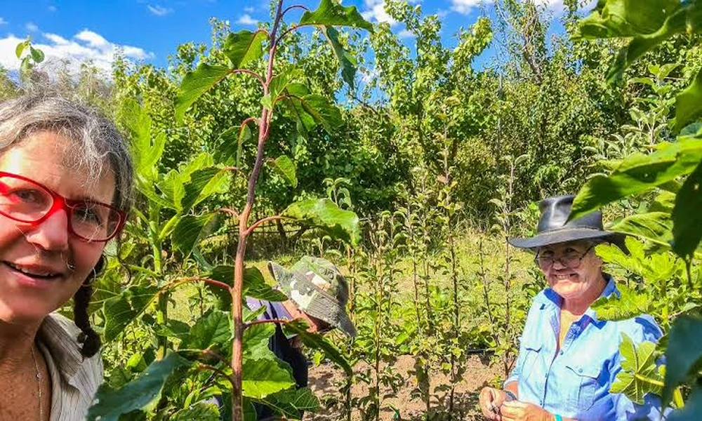 Specialist Advice on Mistakes to Avoid With Fruit Trees for Sale in Damp British Gardens