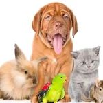 The Essential Role Of General Veterinarians In Pet Health