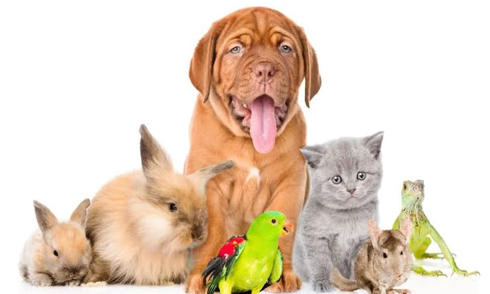 How Veterinary Hospitals Address Behavioral Health Issues
