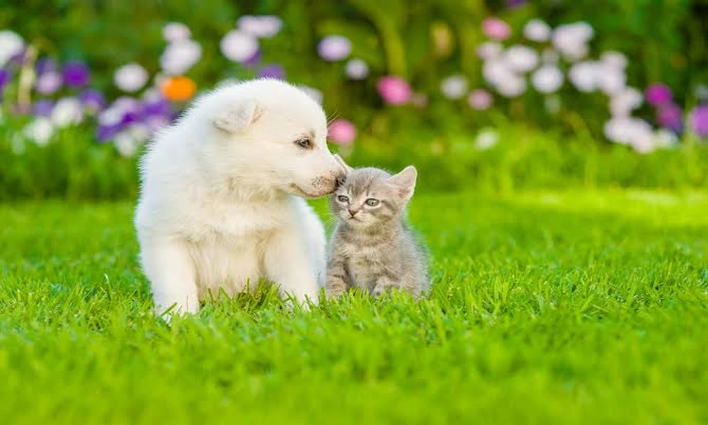 Why Spay And Neuter Programs Are Central To Animal Clinics