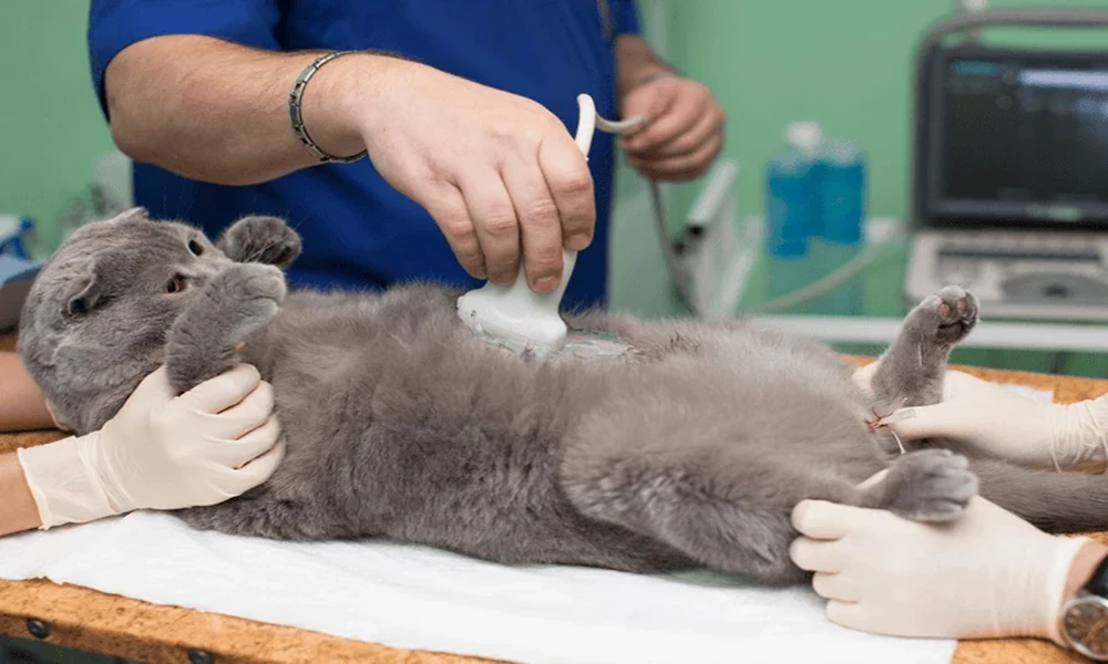 Radiografías Vs. Ecografía: Qué Estudio Pide El Veterinario Y Por Qué