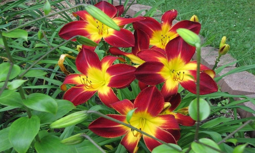 Best 7 Suppliers for Growing Daylilies in Patio Containers
